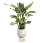 amber coupe 41cm linen white